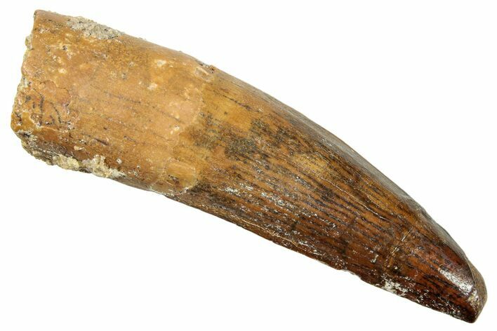 Fossil Spinosaurus Tooth - Real Dinosaur Tooth #249504